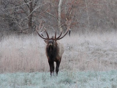 an elk in sinnemahoning state park