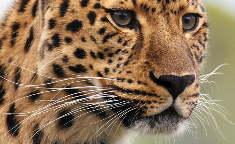 zoo tiger stock photo 768x472