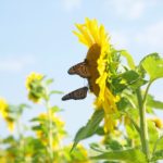 Brown Hill Farms Sunflower With Butterflies