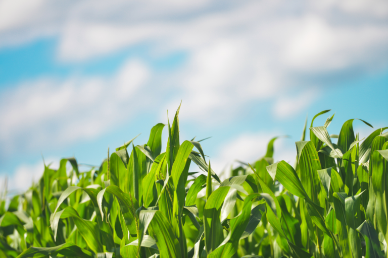 farm corn field 768x512