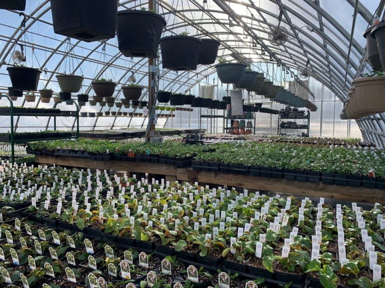 Greener Pastures Farm and Greenhouses