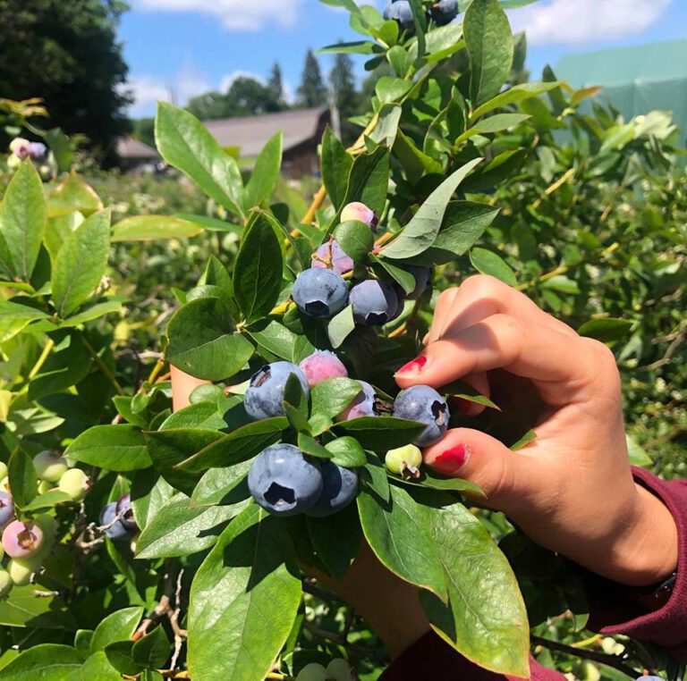 Hulings Blueberries & Farm Market